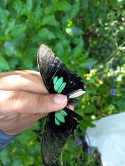 Parides sesostris