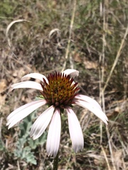 Echinacea angustifolia