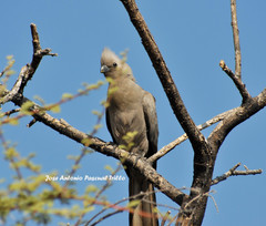 Corythaixoides concolor pallidiceps