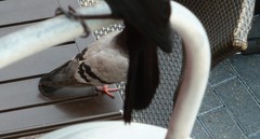 Columba livia domestica