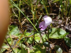Disperis katangensis