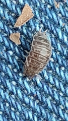 Porcellio herminiensis