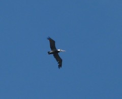 Pelecanus occidentalis