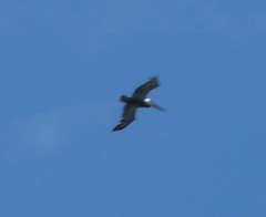 Pelecanus occidentalis