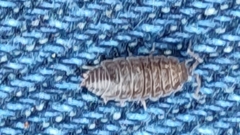 Porcellio herminiensis