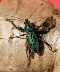 Naupactus aerosus