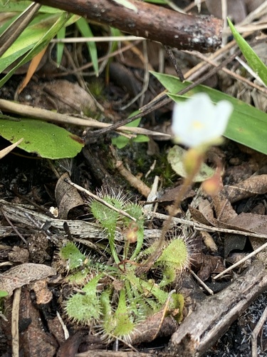 Drosera brevifolia image