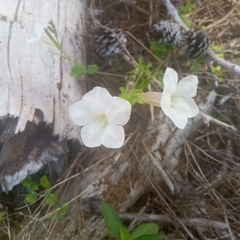 Mecardonia acuminata