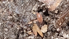 Trichoniscus pusillus