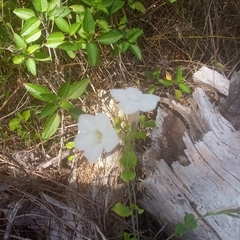 Mecardonia acuminata