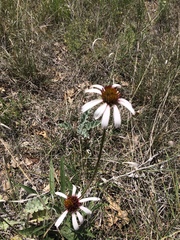Echinacea angustifolia