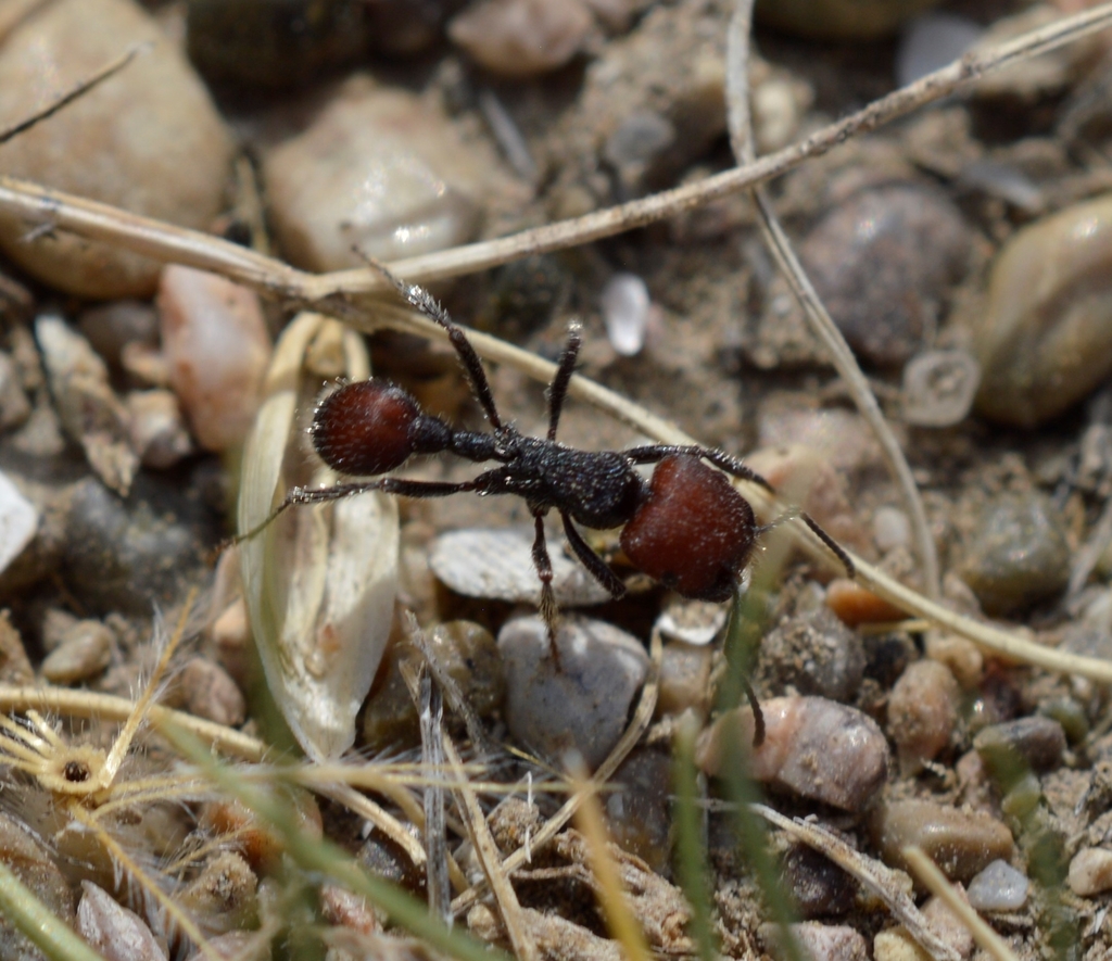 Pogonomyrmex rastratus