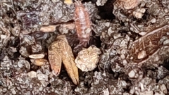 Trichoniscus pusillus