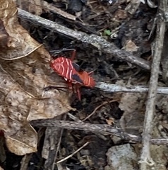 Dysdercus suturellus