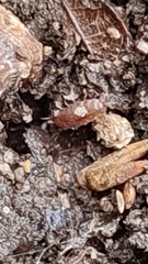 Trichoniscus pusillus