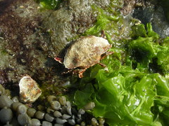 Eurynolambrus australis