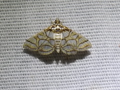 Pseudopyrausta santatalis