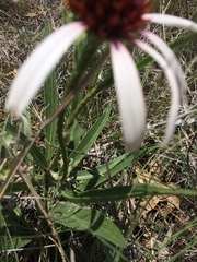 Echinacea angustifolia