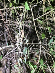 Rieppeleon kerstenii