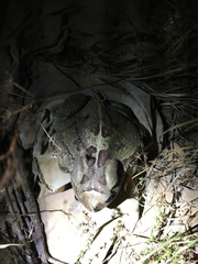 Sclerophrys pardalis