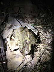 Sclerophrys pardalis
