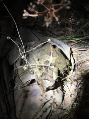 Sclerophrys pardalis