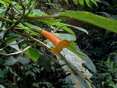 Gesnerieae