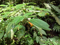 Gesnerieae