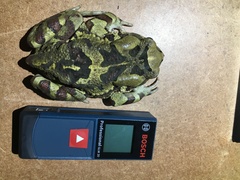 Sclerophrys pardalis