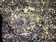 Sclerophrys pardalis