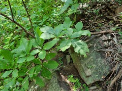 Cyphostemma lanigerum