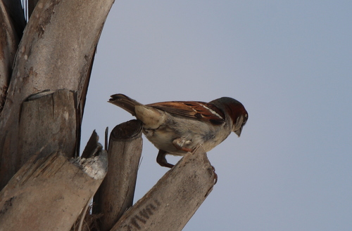 House Sparrow photographed in Mississippi