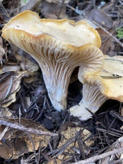 Cantharellus californicus