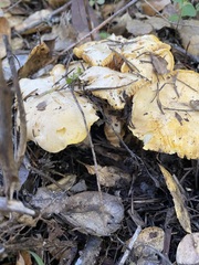 Cantharellus californicus