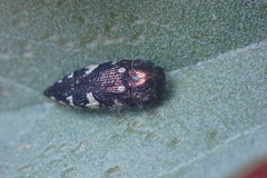Acmaeodera vernalis