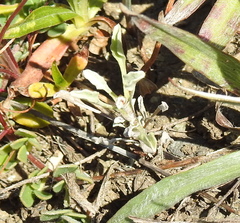 Hesperevax sparsiflora