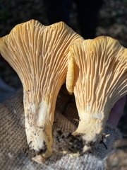 Cantharellus californicus