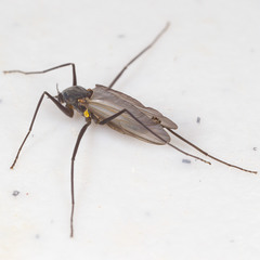 Telmatogeton japonicus