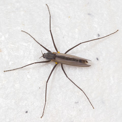 Telmatogeton japonicus