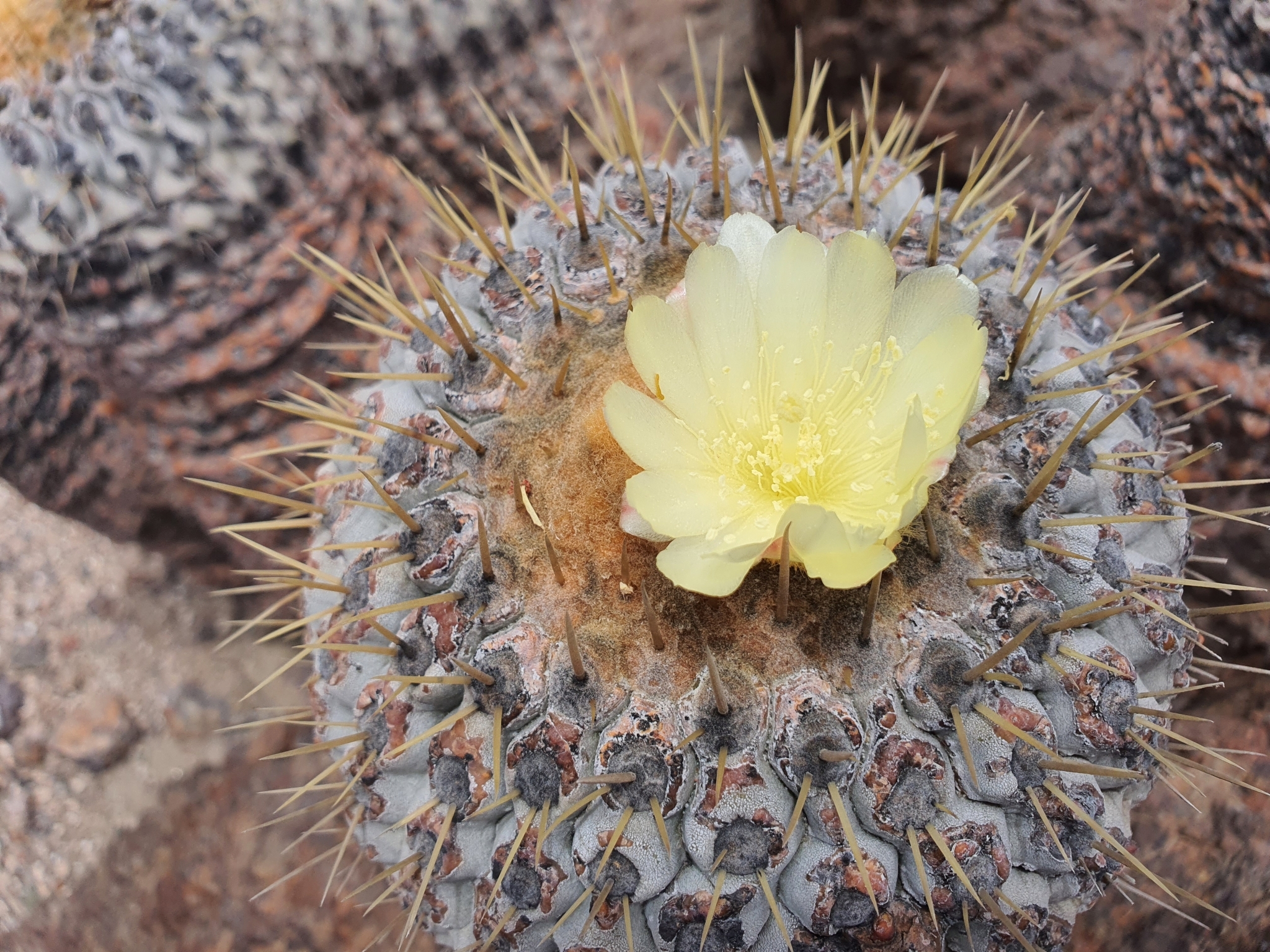 Copiapoa cinerea