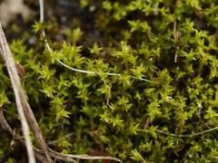 Pseudocrossidium hornschuchianum