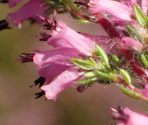 Image of Erica longimontana by (c) Nicola van Berkel, some rights reserved (CC BY-SA)
