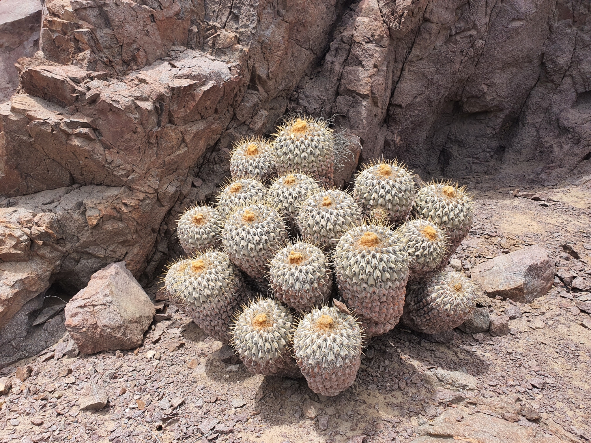 Copiapoa cinerea - World of Succulents