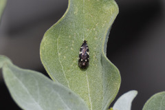 Acmaeodera vernalis