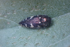 Acmaeodera vernalis