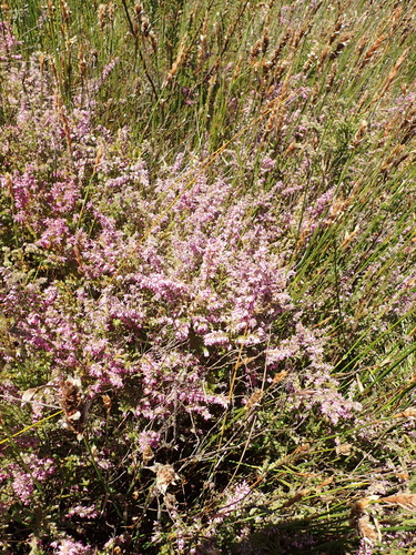 Image of Erica longimontana by (c) Nicola van Berkel, some rights reserved (CC BY-SA)