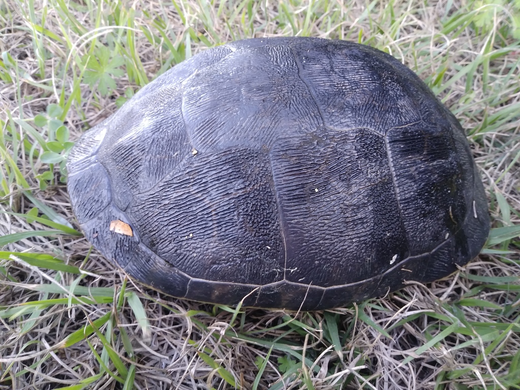 Chicken Turtle in February 2022 by Daniel Estabrooks · iNaturalist