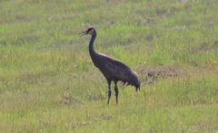 Antigone canadensis pulla