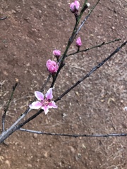 Amygdalus