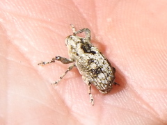 Episcirrus brachialis